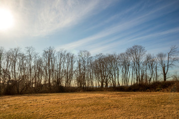 Landscape with bare trees and dry grass near Newport, Rhode Island on a warm winter afternoon
