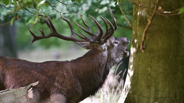 Close up of red deer (Cervus elaphus) stag bellowing in forest during the rut in autumn