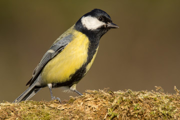 Great tit (Parus major) common garden bird close up, black yellow and white bird perching on the branch with blurry background