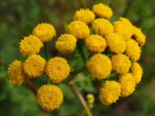 Common tansy (Tanacetum vulgare) or tansy, bitter buttons, cow bitter, or golden buttons, European field plant with yellow, button-like flowers of the Aster family, Asteraceae