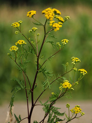 Common tansy (Tanacetum vulgare) or tansy, bitter buttons, cow bitter, or golden buttons, European field plant with yellow, button-like flowers of the Aster family, Asteraceae