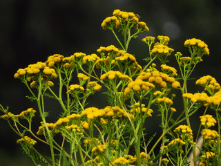 Common tansy (Tanacetum vulgare) or tansy, bitter buttons, cow bitter, or golden buttons, European field plant with yellow, button-like flowers of the Aster family, Asteraceae