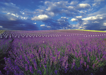 lavender flower sea hokkaido Japan - obrazy, fototapety, plakaty
