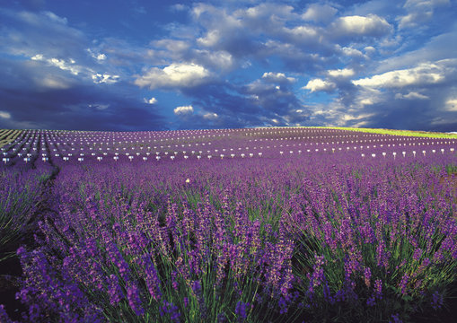 Lavender Flower Sea Hokkaido Japan