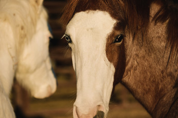Red roan colt with white bald face looking at camera, young white horse in background.