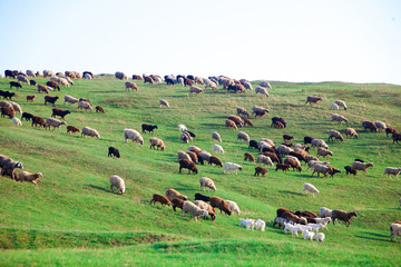Fototapeta na wymiar Flock of Sheep in a green meadow curiously looking at camera.