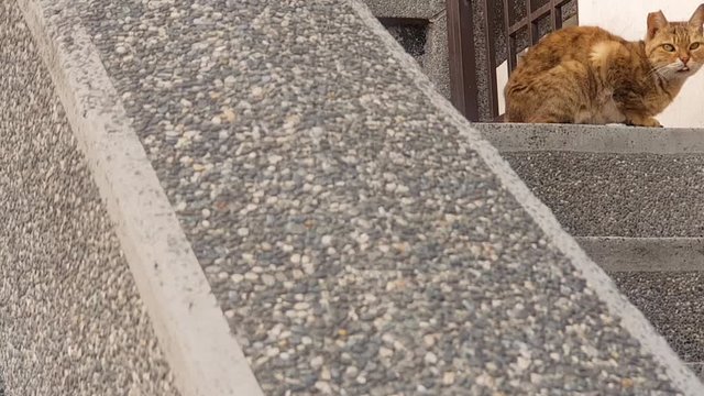 A scruffy wild urban street-cat sitting on stone steps while looking at the camera. Brown cat with half an ear missing. Authentic urban animal scene. No people. Cat sticking its tongue out. 