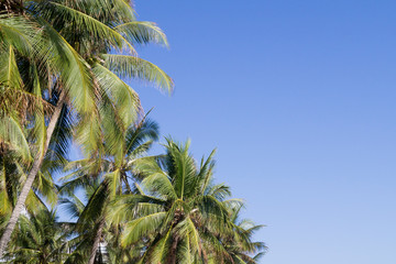coconut tree against blue sky