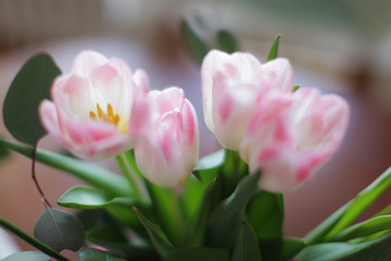Obraz premium pink tulips in a glass