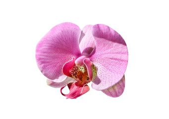 perfect pink orchid flower isolated