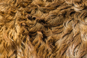 Texture of the donkey's hair close-up, background.