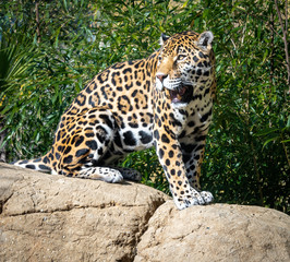 Jaguar as zoological specimen found in Birmingham Alabama.