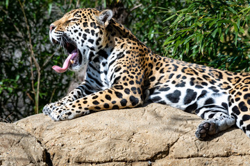 Jaguar as zoological specimen found in Birmingham Alabama.