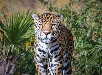 Jaguar as zoological specimen found in Birmingham Alabama.