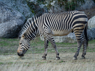 Zèbre, série, zoo, Parc de la Tête d'Or, Lyon