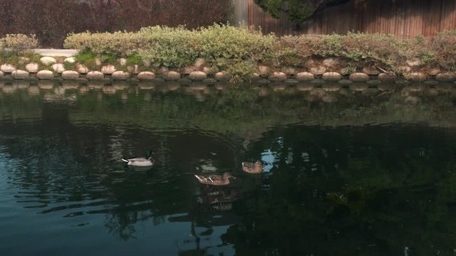 Ducks swimming on the Venice beach canals, California
