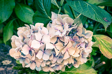 close-up of  soft  and delicate white hydrangea flower in springtime