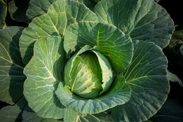 Top View of Fresh Green Cabbage or headed Cabbage grow in the garden at Savar, Dhaka, Bangladesh.