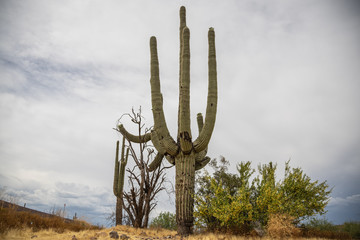 Saguarukatus