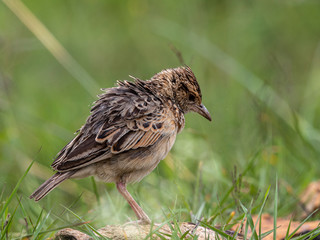 This lark was on the ground and suffered from heavy and increasing rain. Nairobi National Park, Kenya.