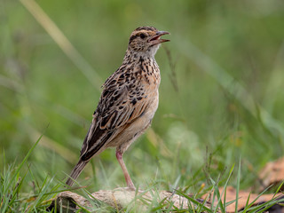 This lark was on the ground and suffered from heavy and increasing rain. Nairobi National Park, Kenya.