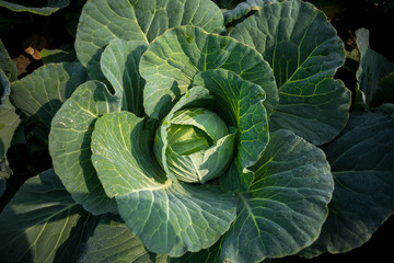 Obraz premium Top View of Fresh Green Cabbage or headed Cabbage grow in the garden at Savar, Dhaka, Bangladesh.