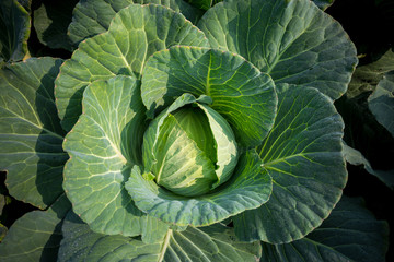 Fototapeta premium Top View of Fresh Green Cabbage or headed Cabbage grow in the garden at Savar, Dhaka, Bangladesh.