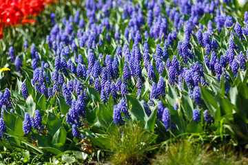 Obraz premium Violet Hyacinth or Hyacinthus, flowers in full bloom in spring garden close up. Flowering hyacinths. Spring, nature background