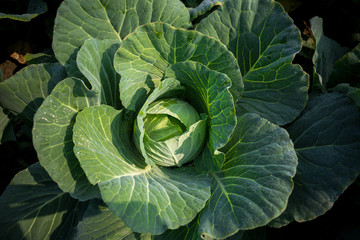 Fototapeta premium Top View of Fresh Green Cabbage or headed Cabbage grow in the garden at Savar, Dhaka, Bangladesh.