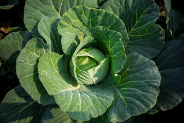 Obraz premium Top View of Fresh Green Cabbage or headed Cabbage grow in the garden at Savar, Dhaka, Bangladesh.