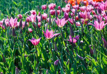 Field of purple violet tulips with selective focus. Spring, floral background. Garden with flowers. Natural blooming.