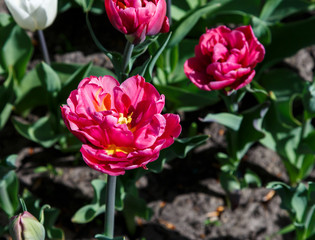 Field of purple violet tulips with selective focus. Spring, floral background. Garden with flowers. Natural blooming.