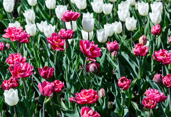 Field of purple violet tulips with selective focus. Spring, floral background. Garden with flowers. Natural blooming.