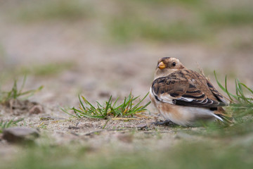 snow bunting
