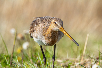Nature conservation bird