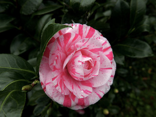 bellissima camelia fiorita screziata di rosa e bianco