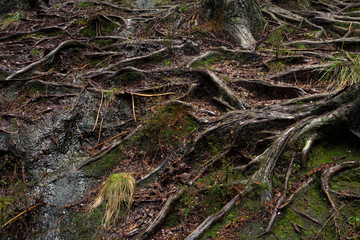 Old pine trees roots in the path through the lost woods, UNESCO World Heritage Geres National Park, Portugal.