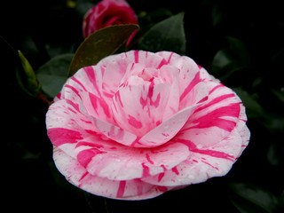bellissima camelia fiorita screziata di rosa e bianco