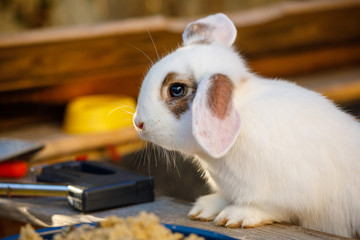 cute Rabbit in the Garden on a sunny spring day