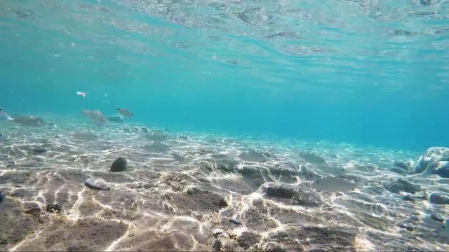 Nurkowanie z kamerą pod wodą w poszukiwaniu ryb na dnie morza Egejskiego u wybrzeży wyspy Kos w Grecji