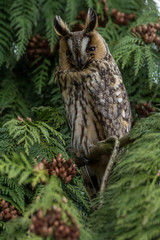 owl