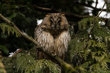 owl