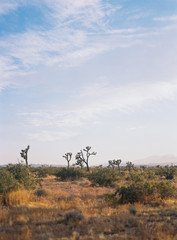 Joshua Tree National Park at Sunset