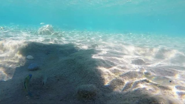 Nurkowanie z kamerą pod wodą w poszukiwaniu ryb na dnie morza Egejskiego u wybrzeży wyspy Kos w Grecji