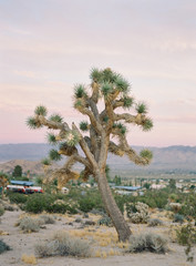 Joshua Tree National Park at Sunset