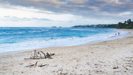 Sea driftwood on the beach placed as bones of a beach whale