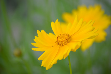 Yellow wildflower on green background