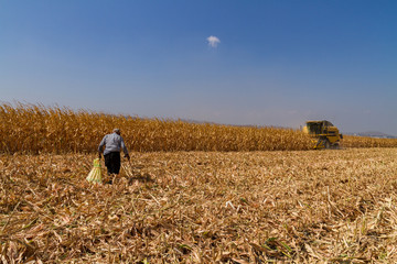 Combine Operator Harvesting Corn on the Field in Sunny Day.