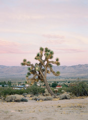 Joshua Tree National Park at Sunset