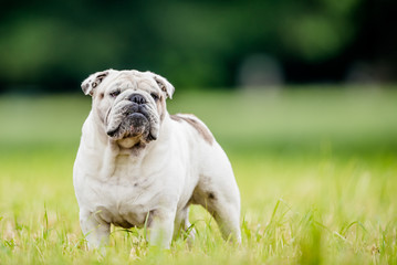 Proud English bulldog posing for the camera